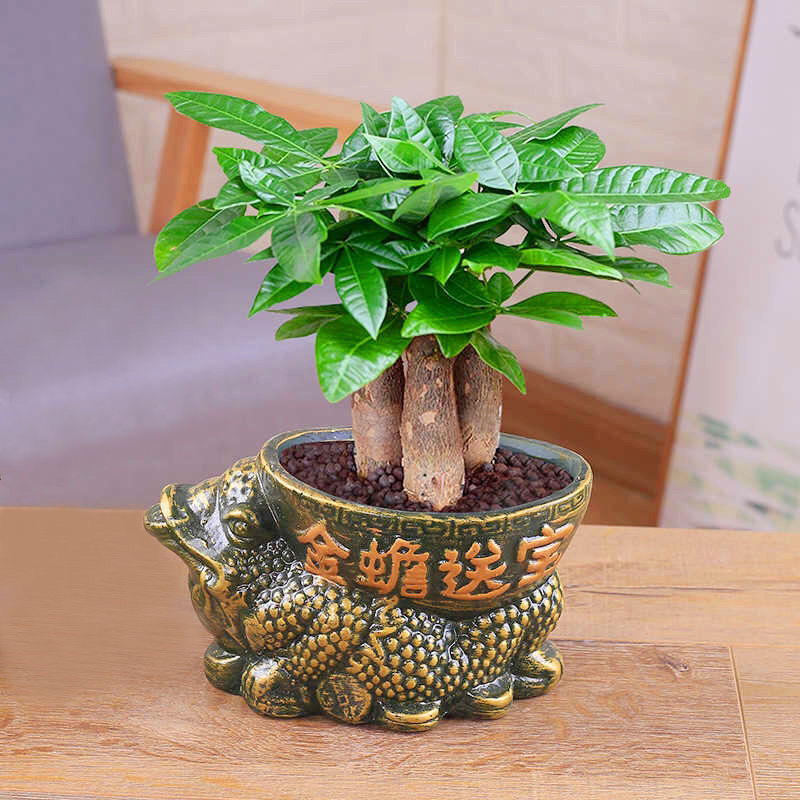 发财树盆栽四季植物净化空气