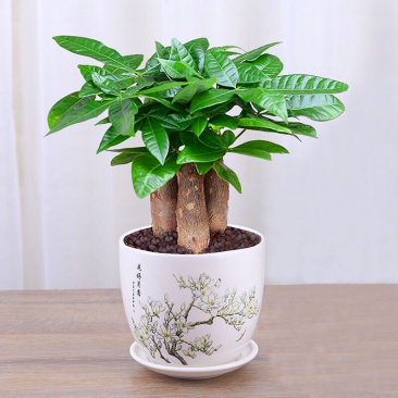 发财树盆栽四季植物净化空气
