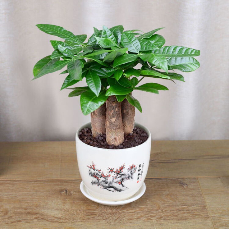 发财树盆栽四季植物净化空气