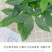 发财树盆栽四季植物净化空气