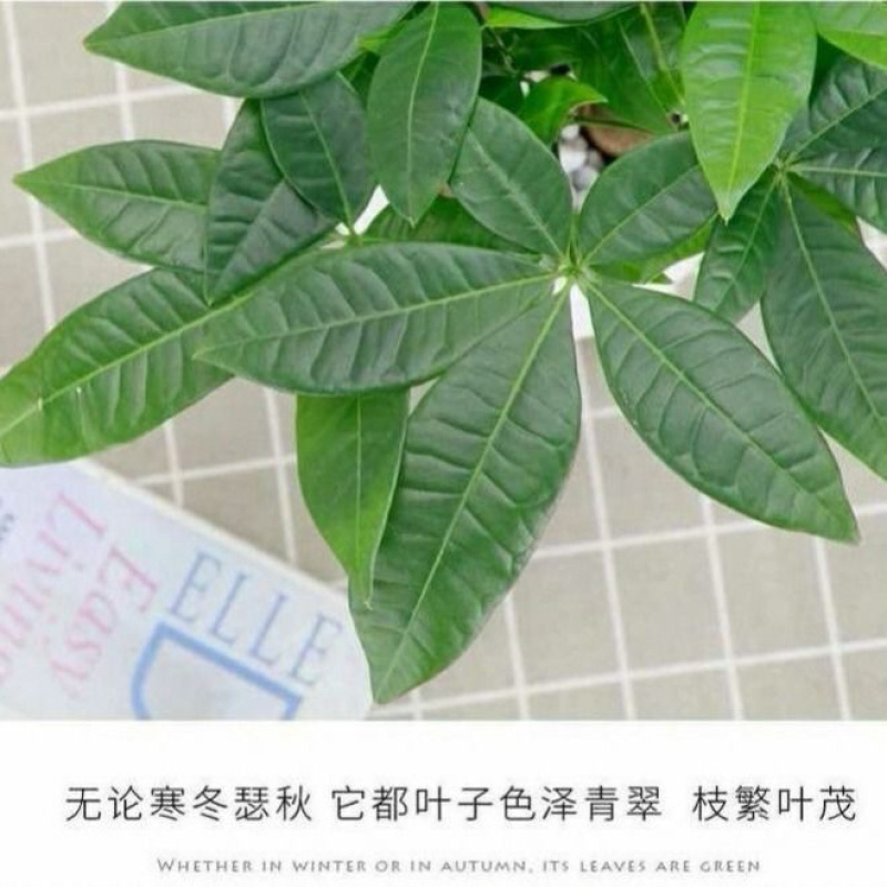 发财树盆栽四季植物净化空气