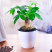 发财树盆栽四季植物净化空气
