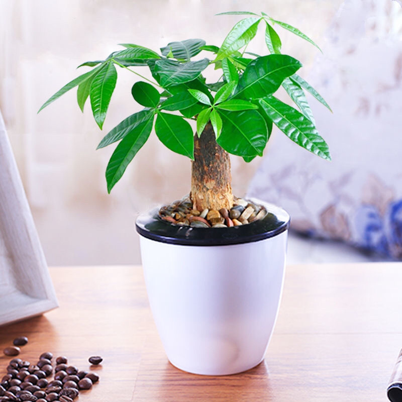发财树盆栽四季植物净化空气