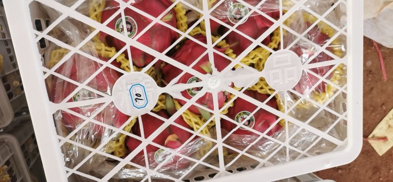 红心火龙果金都大红