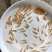 金草鱼苗俄罗斯金草鱼苗