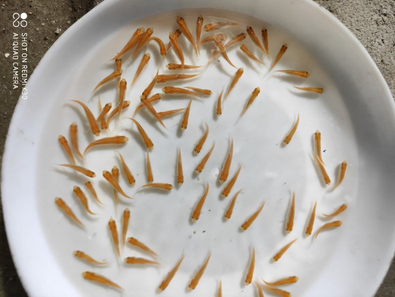 金草鱼苗俄罗斯金草鱼苗