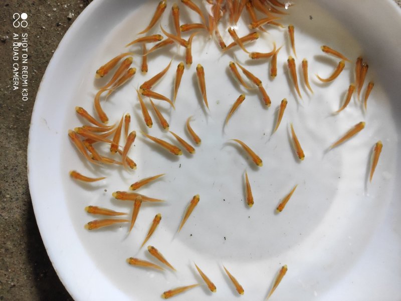 金草鱼苗俄罗斯金草鱼苗
