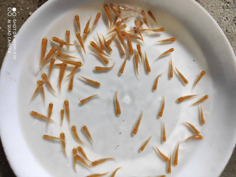 金草鱼苗俄罗斯金草鱼苗