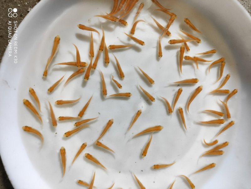 金草鱼苗俄罗斯金草鱼苗
