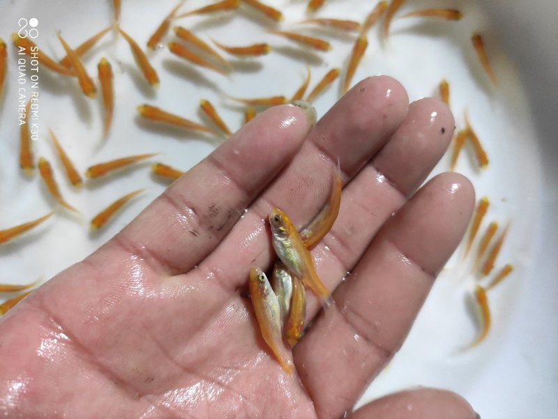 金草鱼苗俄罗斯金草鱼苗