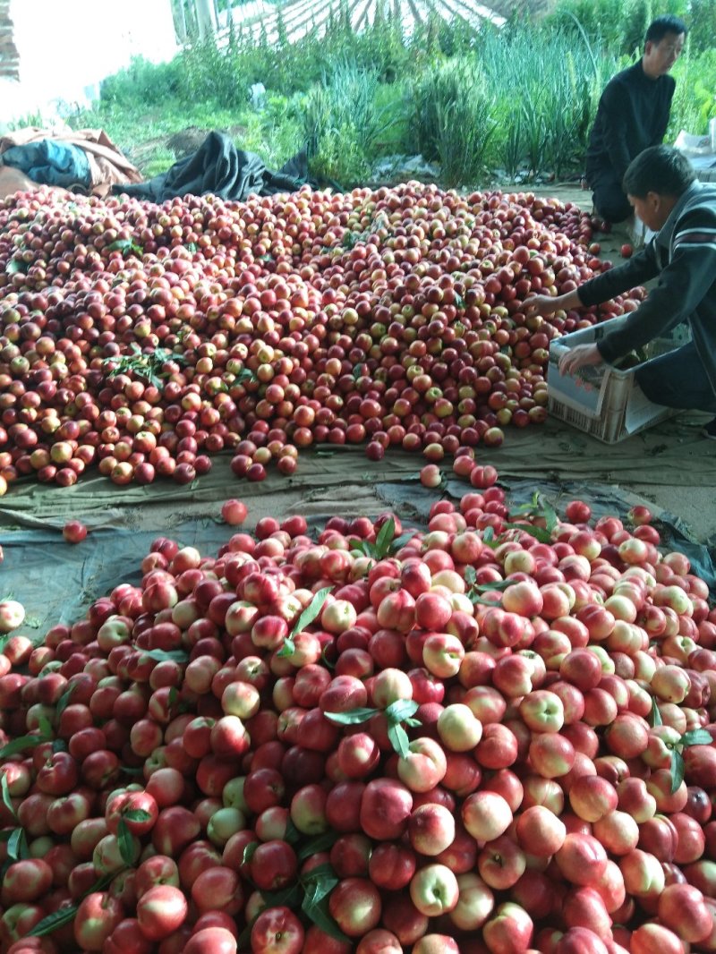 大棚油桃大量上市，基地直销。货源充足，可代发货，