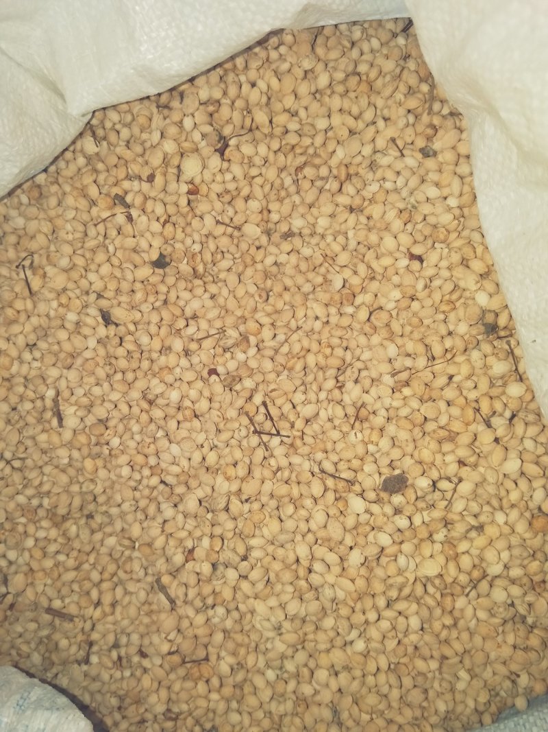 樱桃种子