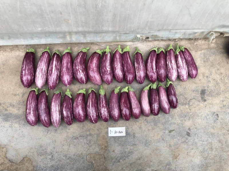 瑞克斯旺进口安吉拉花特菜（花茄子超市档口直供全国发