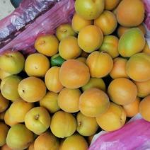 夏县陆地大杏，种植面积万亩以上，地域适宜，口感美丽。