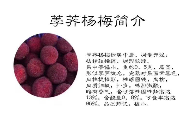 仙居荸荠杨梅新鲜精品产地直销杨梅泡酒电商平台一件代发