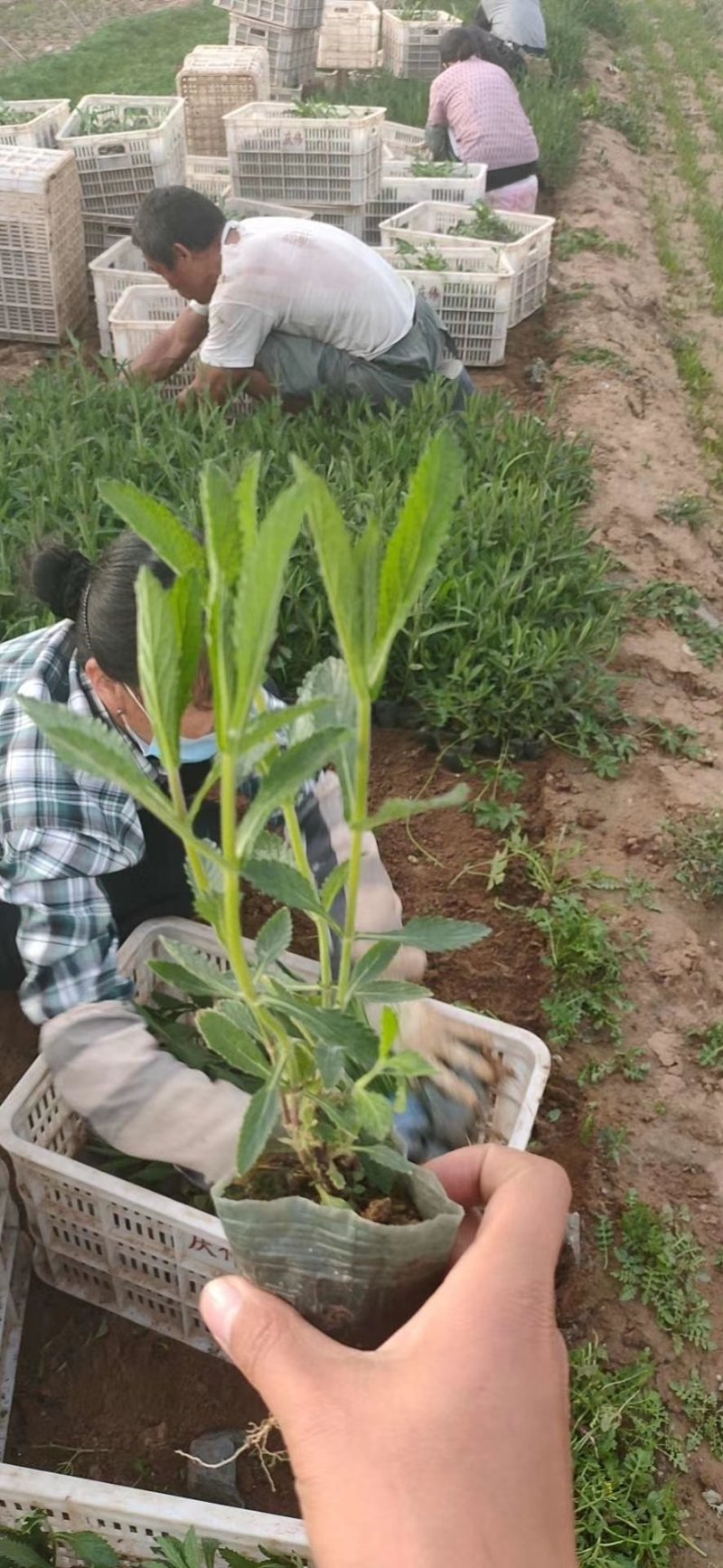 马鞭草基地大量供应，多头高质量