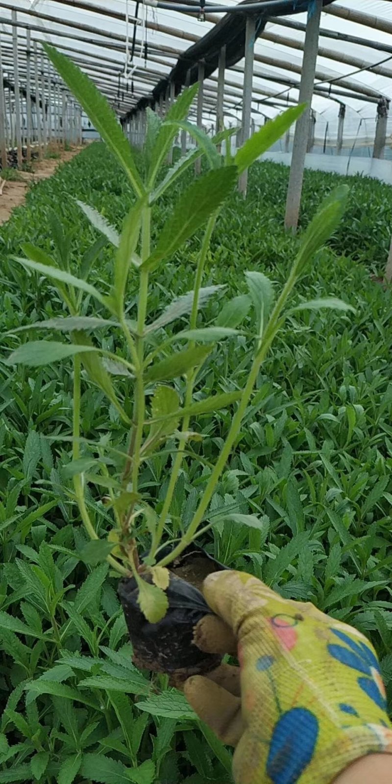 马鞭草基地大量供应，多头高质量