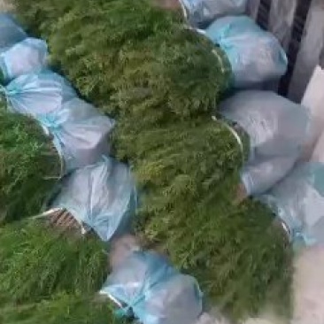 纯东北红豆杉籽播苗，扦插苗，