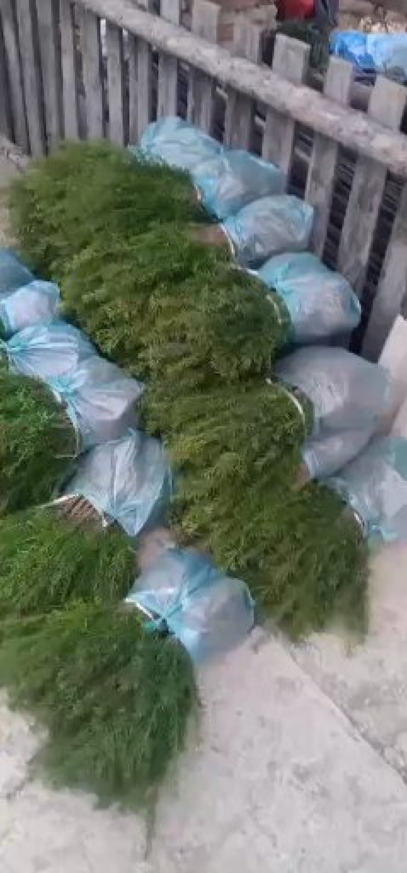 纯东北红豆杉籽播苗，扦插苗，