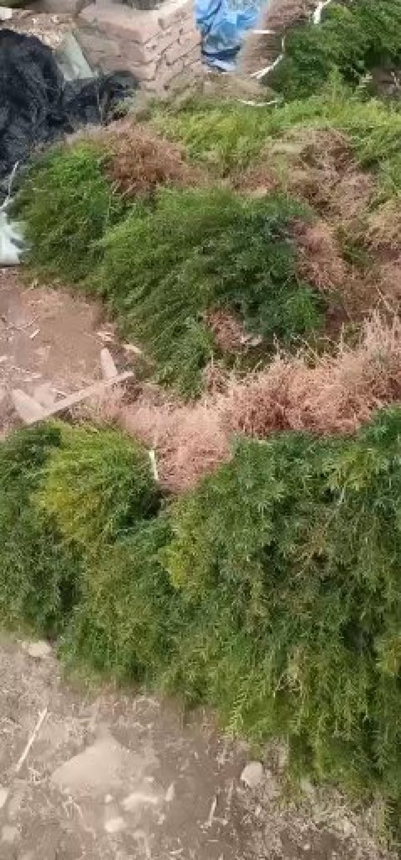 纯东北红豆杉籽播苗，扦插苗，