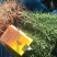 纯东北红豆杉籽播苗，扦插苗，