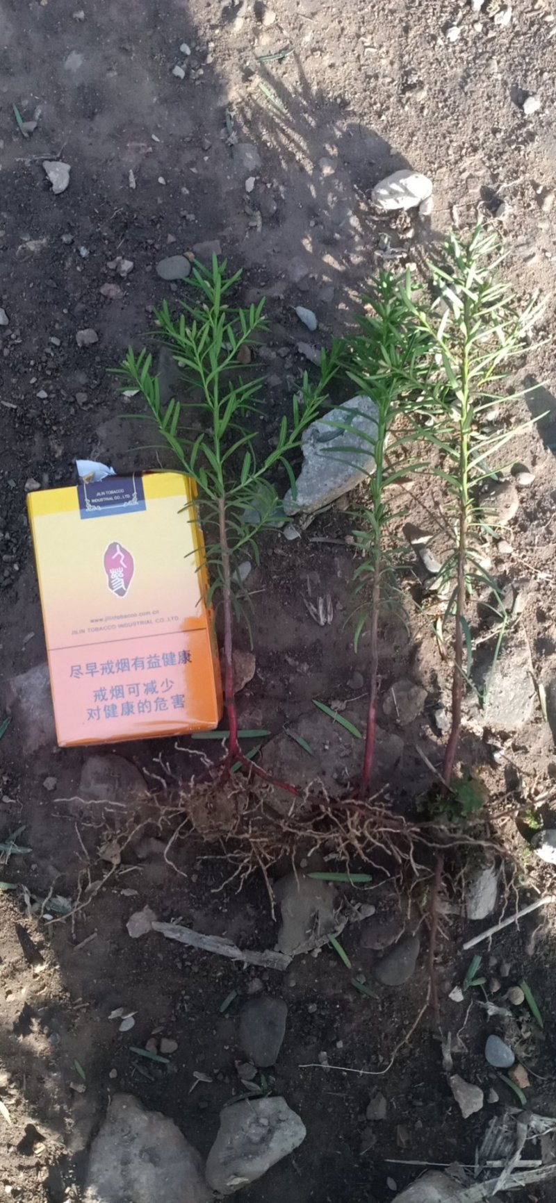 纯东北红豆杉籽播苗，扦插苗，