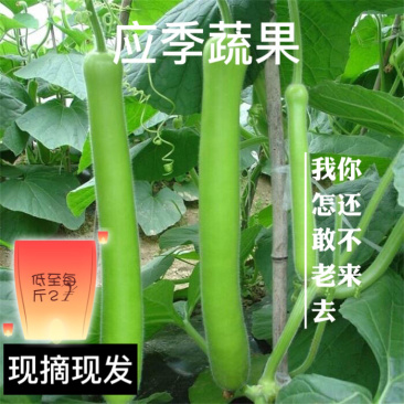 户子