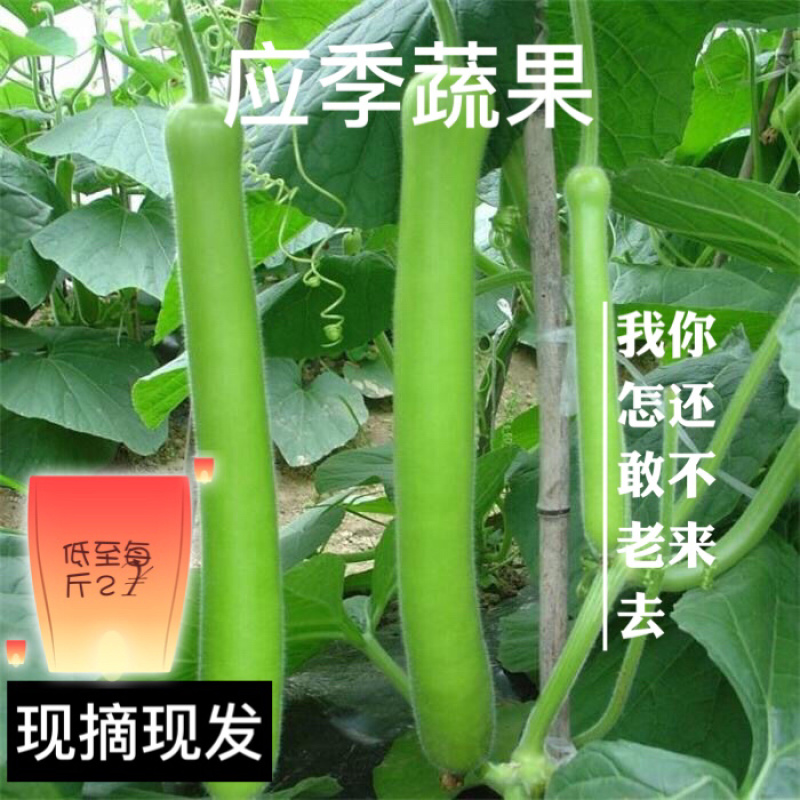 户子