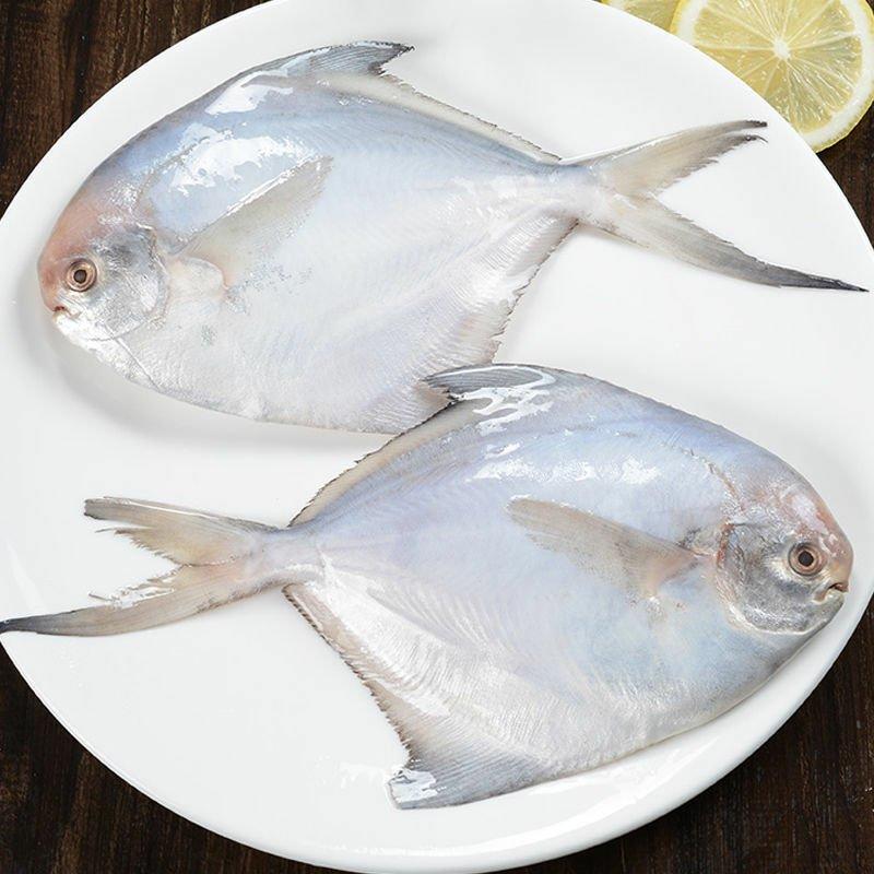 鲳鱼银鲳鱼白鲳鱼平鱼带箱5斤新鲜海鲜水产鲜活冷冻日照