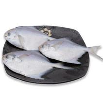 鲳鱼银鲳鱼白鲳鱼平鱼带箱5斤新鲜海鲜水产鲜活冷冻日照