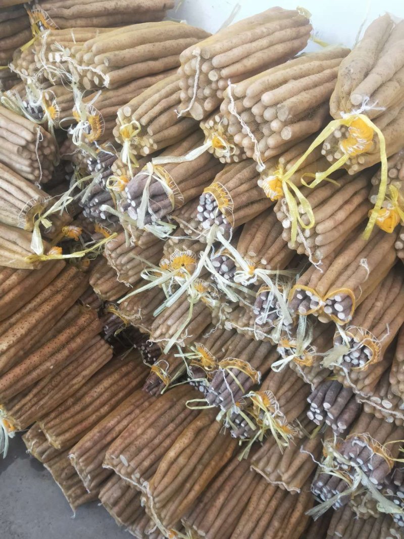 河北省安平县小白嘴白山药，山药豆，大量现货