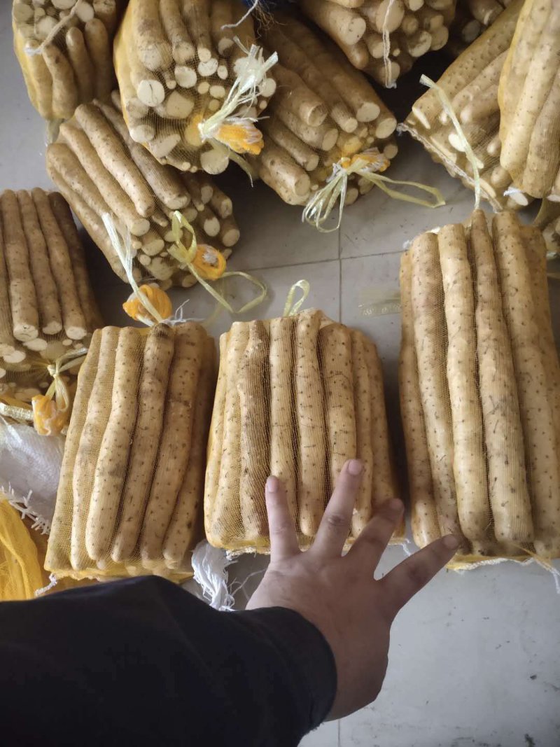河北省安平县小白嘴白山药，山药豆，大量现货
