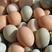 【亏本冲量】土鸡蛋绿壳蛋混装散养土鸡蛋月子蛋笨鸡蛋整箱批