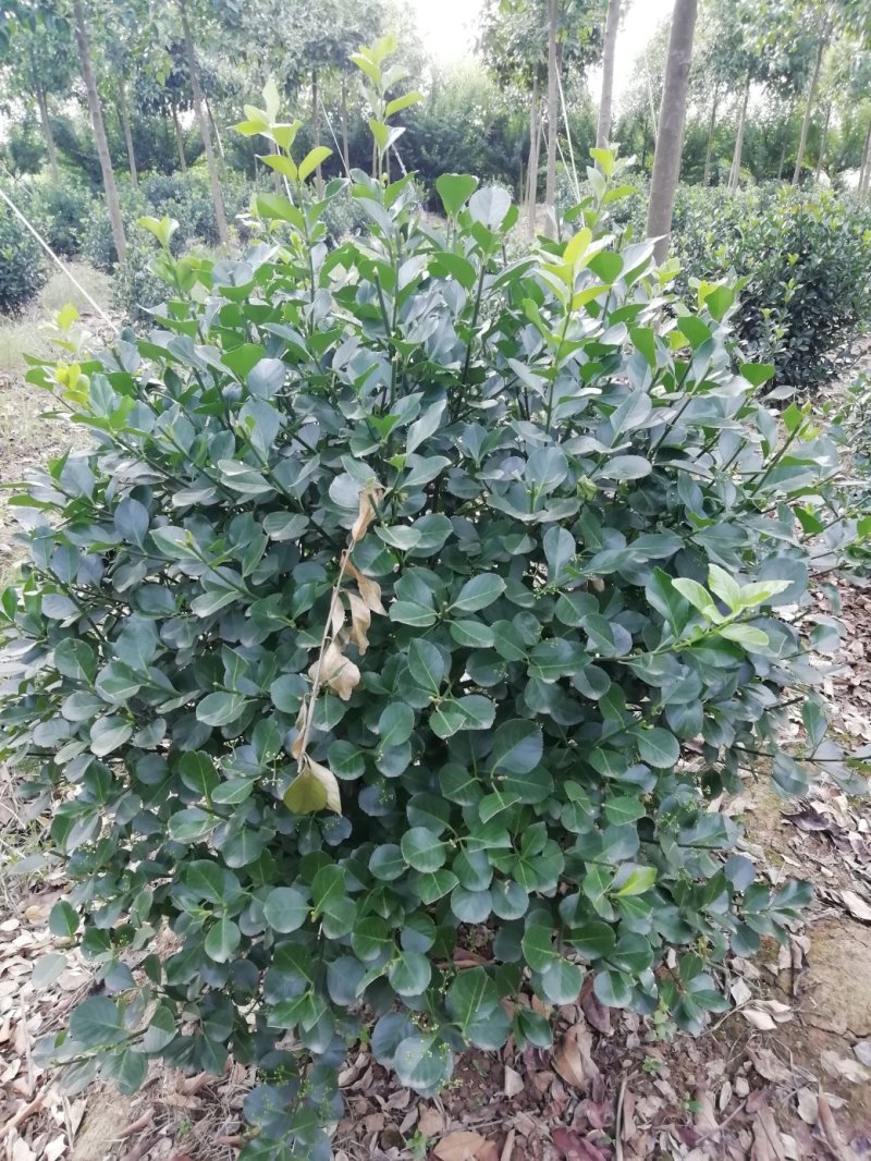 湖北孝感，大量出售优质价廉的大叶黄杨
