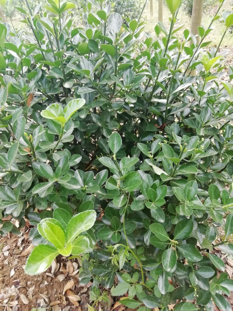 湖北孝感，大量出售优质价廉的大叶黄杨