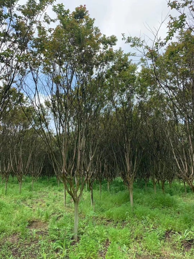 地径12公分紫薇分枝点一米品质优良价格实惠