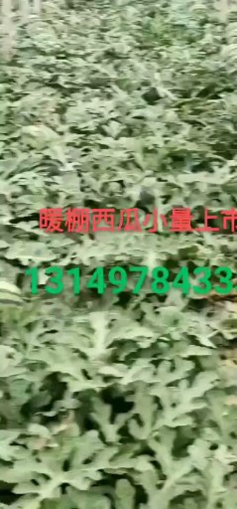 京欣西瓜10斤打底8成熟1茬