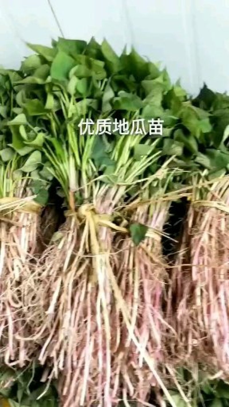 供应辽宁凌海优质脱毒红薯地瓜苗