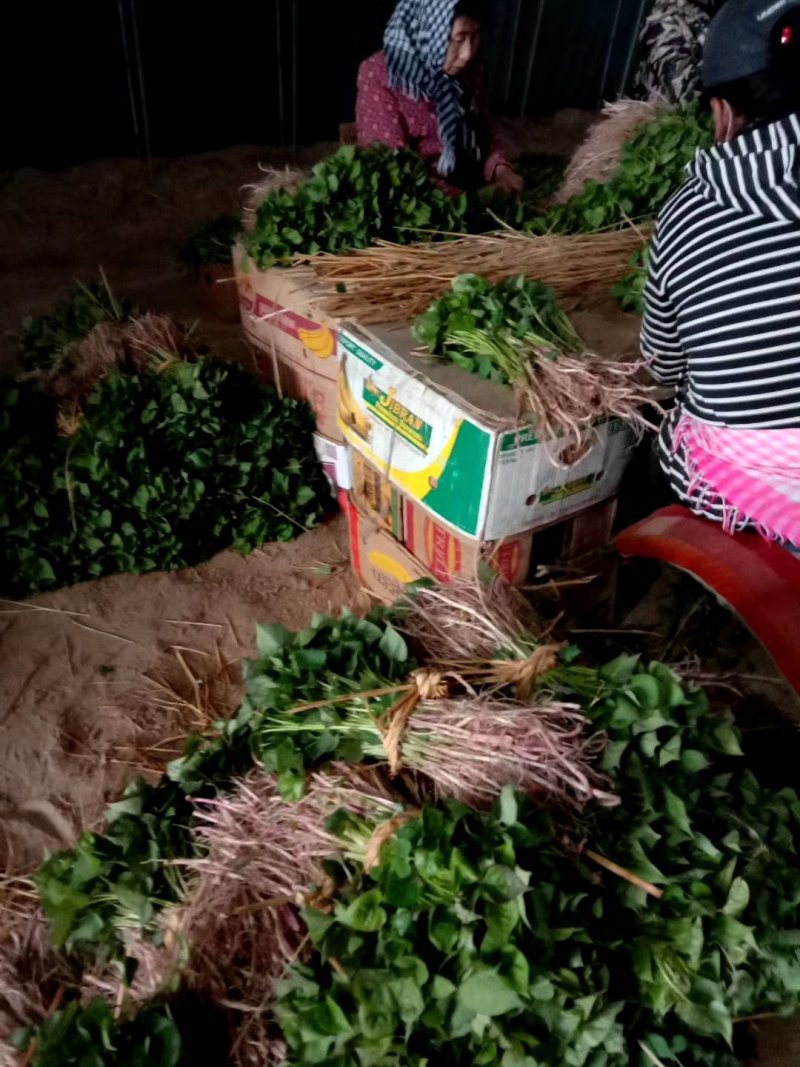 供应辽宁凌海优质脱毒红薯地瓜苗