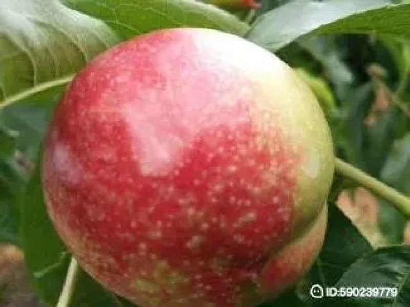 万亩油桃5月18上市