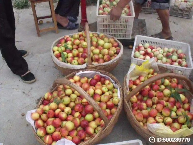 万亩油桃5月18上市