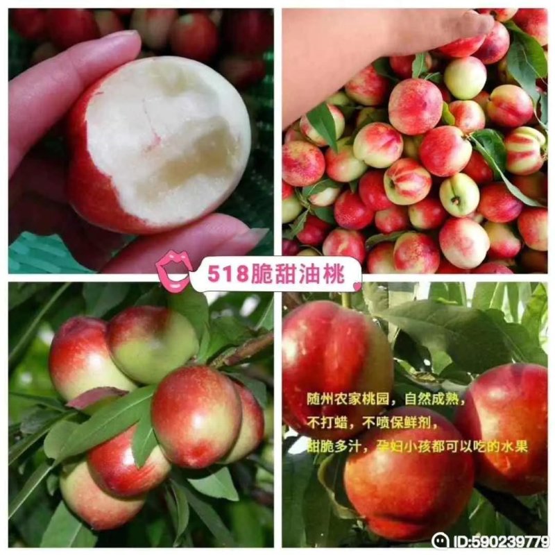 万亩油桃5月18上市