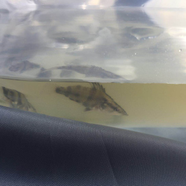 鳜鱼苗，3-5cm左右一尾
