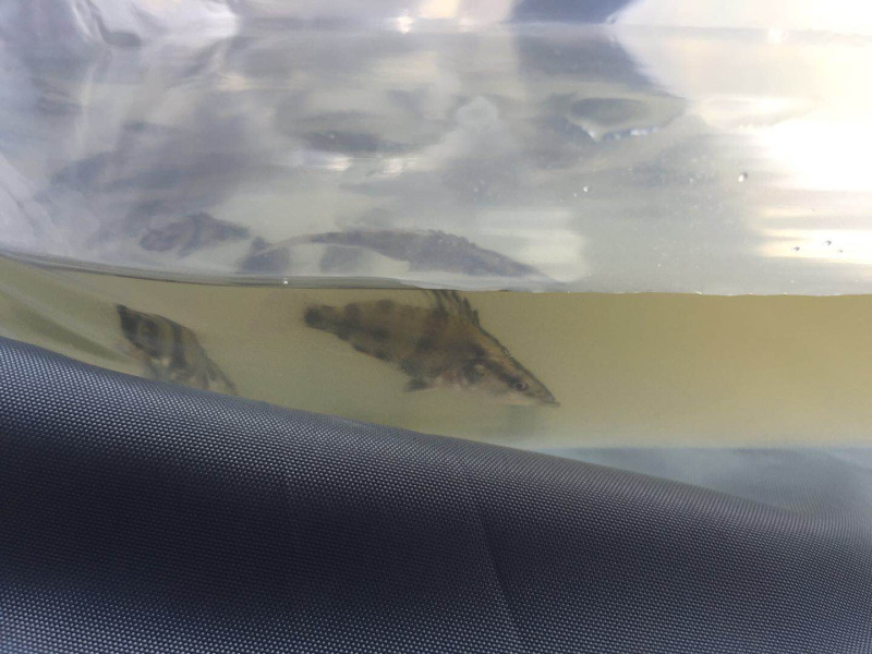 鳜鱼苗，3-5cm左右一尾