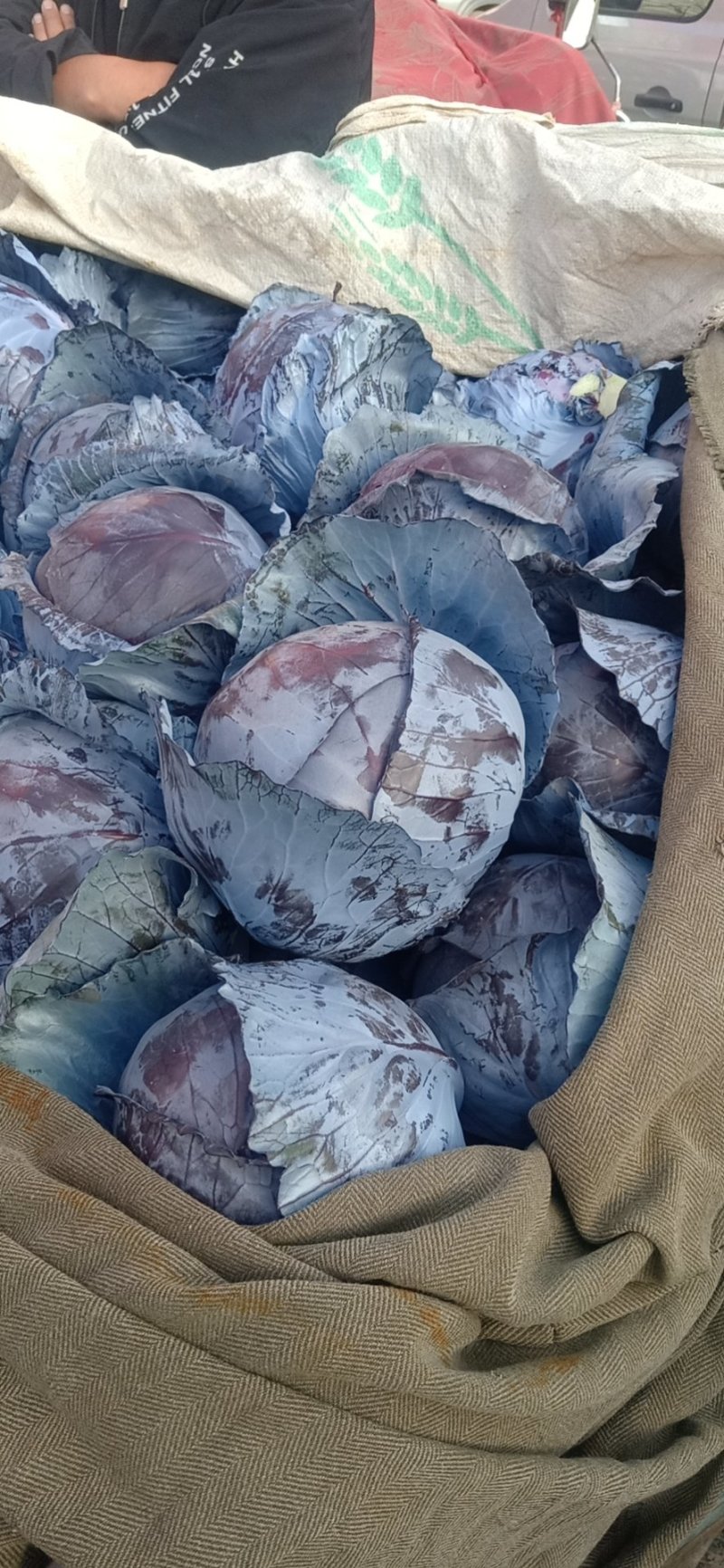 河北紫甘蓝精品紫甘蓝，质量保证支持视频看货