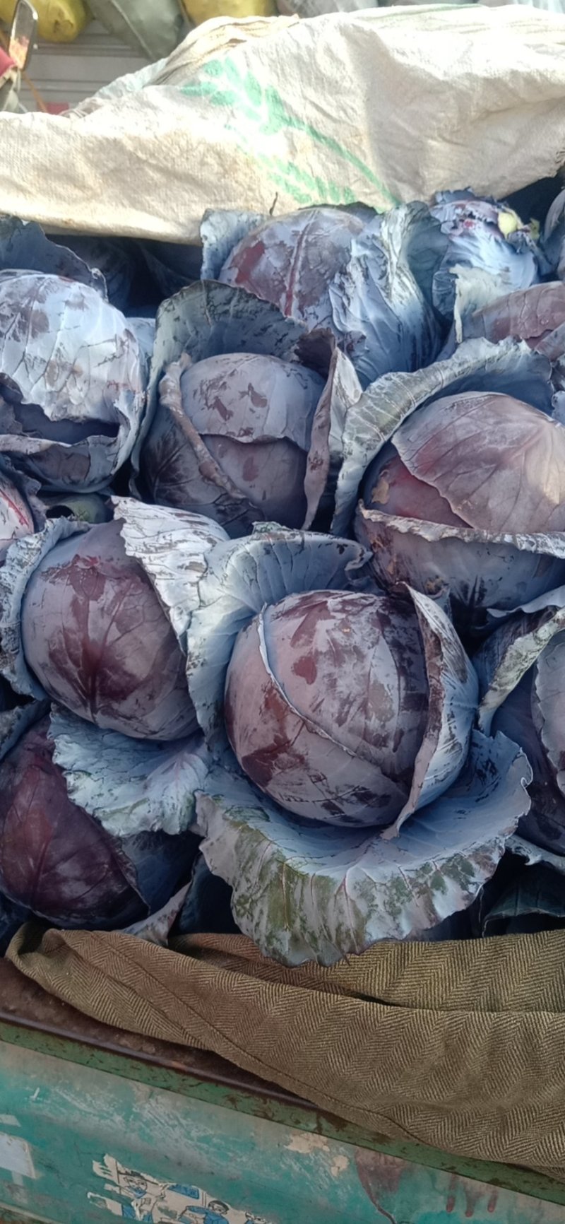 河北紫甘蓝精品紫甘蓝，质量保证支持视频看货