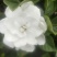 栀子花鲜花和茉莉花及黄桷兰朵花以及茉莉花和栀子花有大量盆栽苗