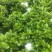 栀子花鲜花和茉莉花及黄桷兰朵花以及茉莉花和栀子花有大量盆栽苗