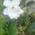 栀子花鲜花和茉莉花及黄桷兰朵花以及茉莉花和栀子花有大量盆栽苗