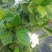 栀子花鲜花和茉莉花及黄桷兰朵花以及茉莉花和栀子花有大量盆栽苗